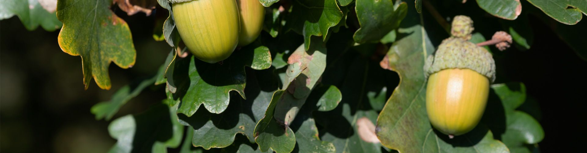 acorn-leaf-banner.jpg